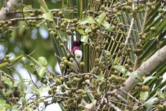 Cinnyricinclus leucogaster