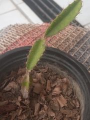 Selenicereus