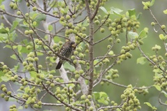 Amblyospiza albifrons