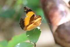 Cupha prosope
