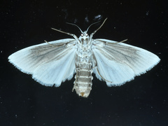 Cryptophasa