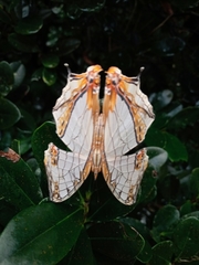Cyrestis thyodamas mabella