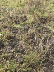 Dichanthium sericeum