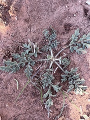 Chamaesaracha coniodes