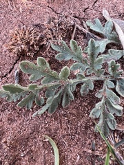 Chamaesaracha coniodes