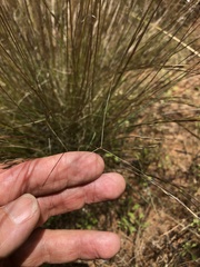 Aristida holathera