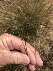 Aristida holathera