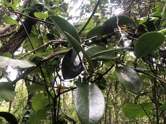 Hoya