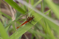 Rhodothemis lieftincki