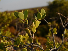 Maytenus vitis-idaea
