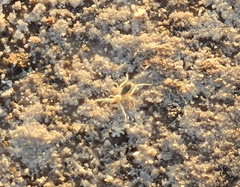 Ammotrechidae