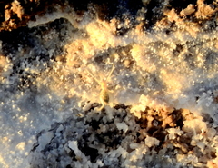 Ammotrechidae