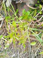 Solanales