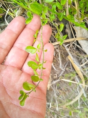 Solanales