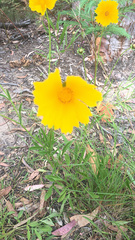 Coreopsis