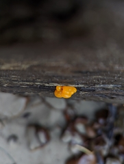 Dacrymyces chrysospermus