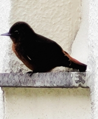 Hirundinea ferruginea