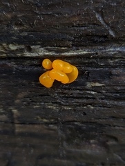 Dacrymyces chrysospermus