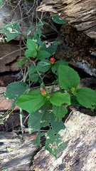 Malvaviscus arboreus