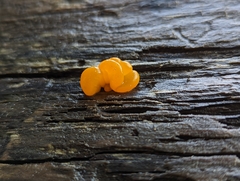 Dacrymyces chrysospermus