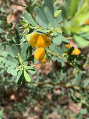 Gompholobium latifolium