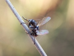 Muscidae