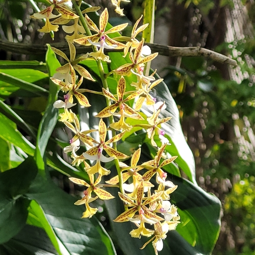 Image of Epidendrum stamfordianum by (c) Maria Janeiro, some rights reserved (CC BY)