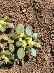 Euphorbia germainii