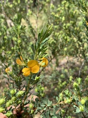 Gompholobium latifolium