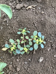 Euphorbia germainii