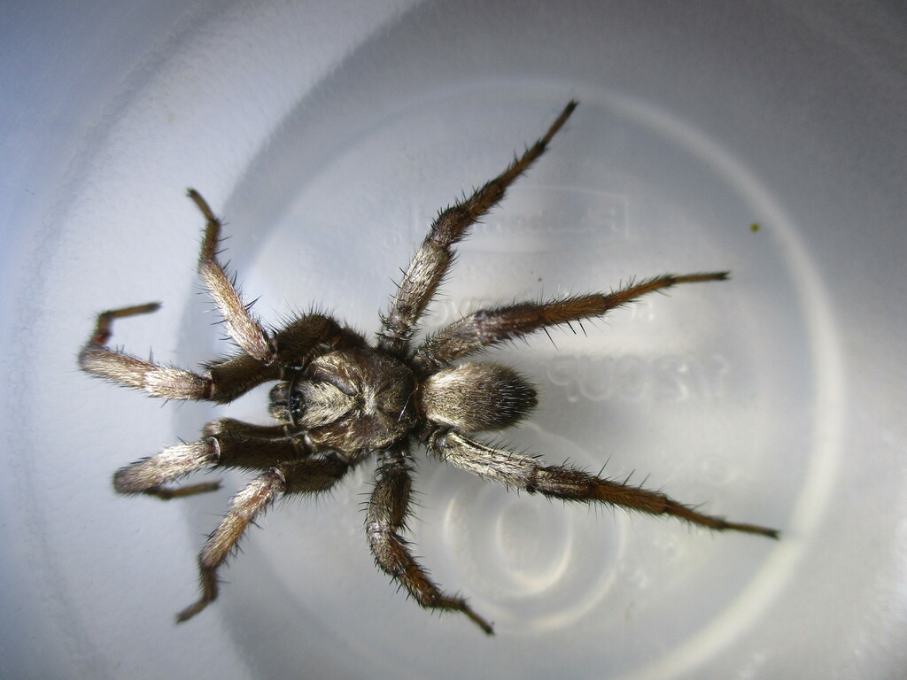 Aptostichus from Division St, Los Angeles 90065 on November 28, 2022 by