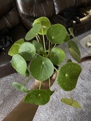 Pilea peperomioides