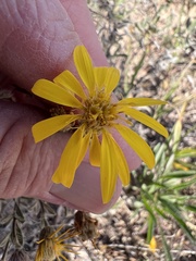 Heterotheca canescens