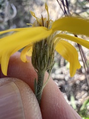 Heterotheca canescens