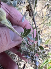 Heterotheca canescens