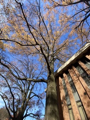Quercus phellos