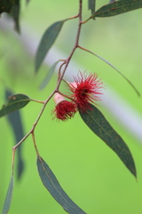 Eucalyptus sideroxylon