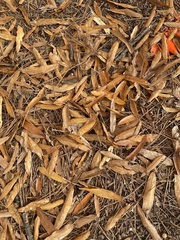 Quercus phellos