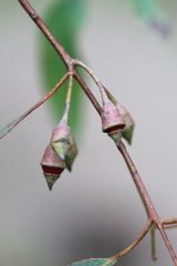 Eucalyptus sideroxylon