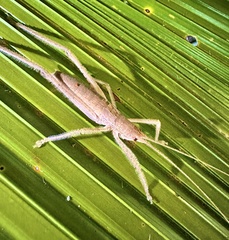 Segestidea queenslandica