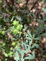 Gompholobium latifolium