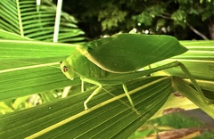 Paracaedicia serrata