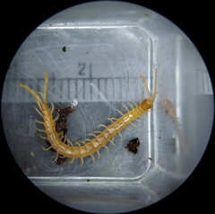 Scolopocryptops peregrinator