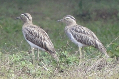 Burhinus bistriatus