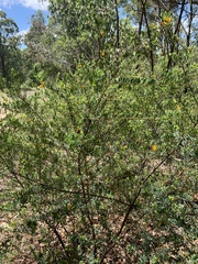 Gompholobium latifolium