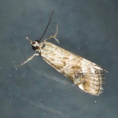 Hellula
