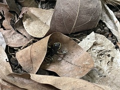 Phyllobates lugubris
