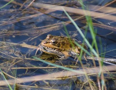 Pelophylax perezi