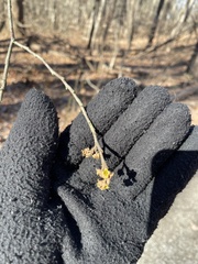 Hamamelis virginiana