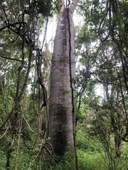 Brachychiton rupestris